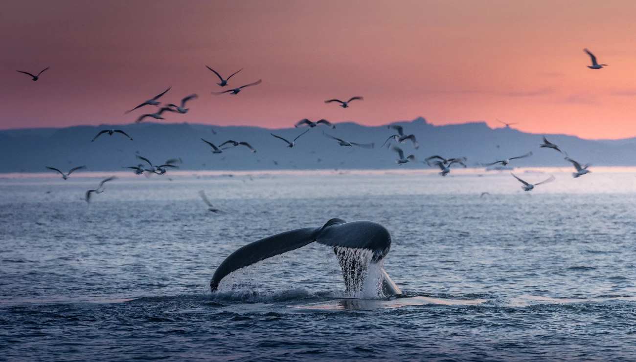 whale tail with birds